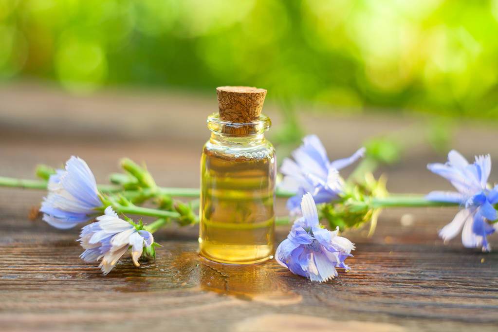 Cum ajută extractul de cicoare la eliminarea toxinelor din organism?