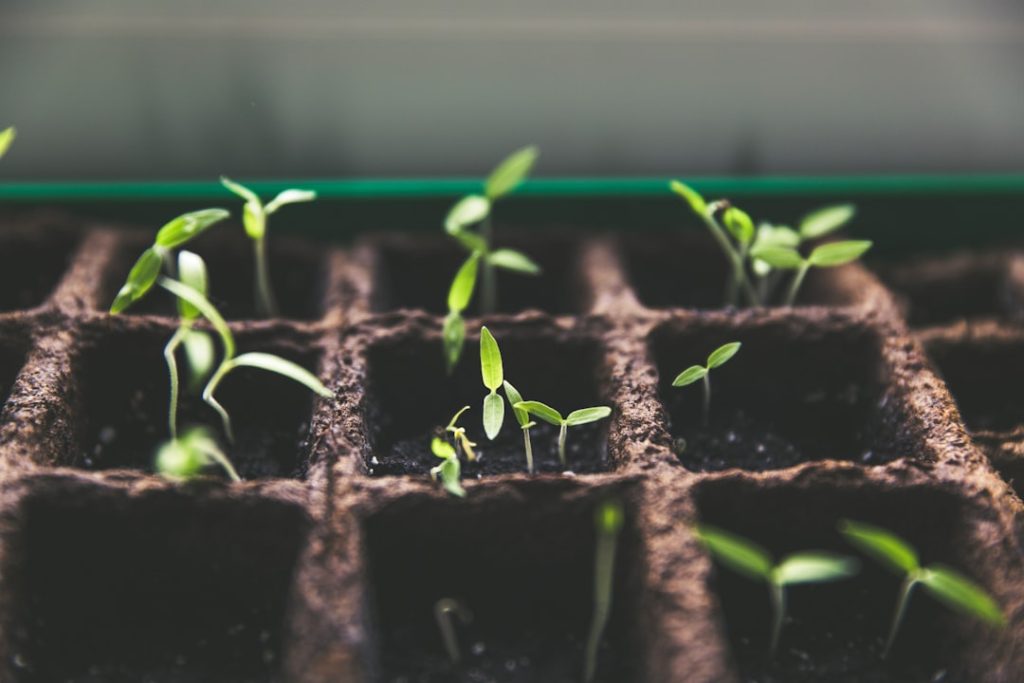Photo Urban garden